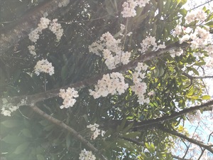 IMG_5124.jpg